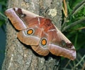 Bunaea alcinoe butterfly
